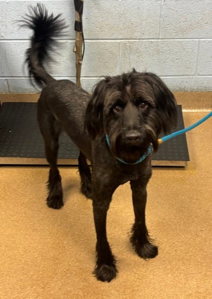 Photo of Manitoba, adoptable dog in Chamblee, Georgia