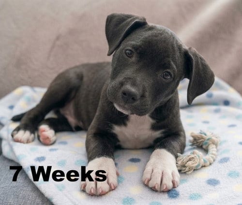 Photo of Journey, adoptable Labrador Retriever in Grovertown, Indiana