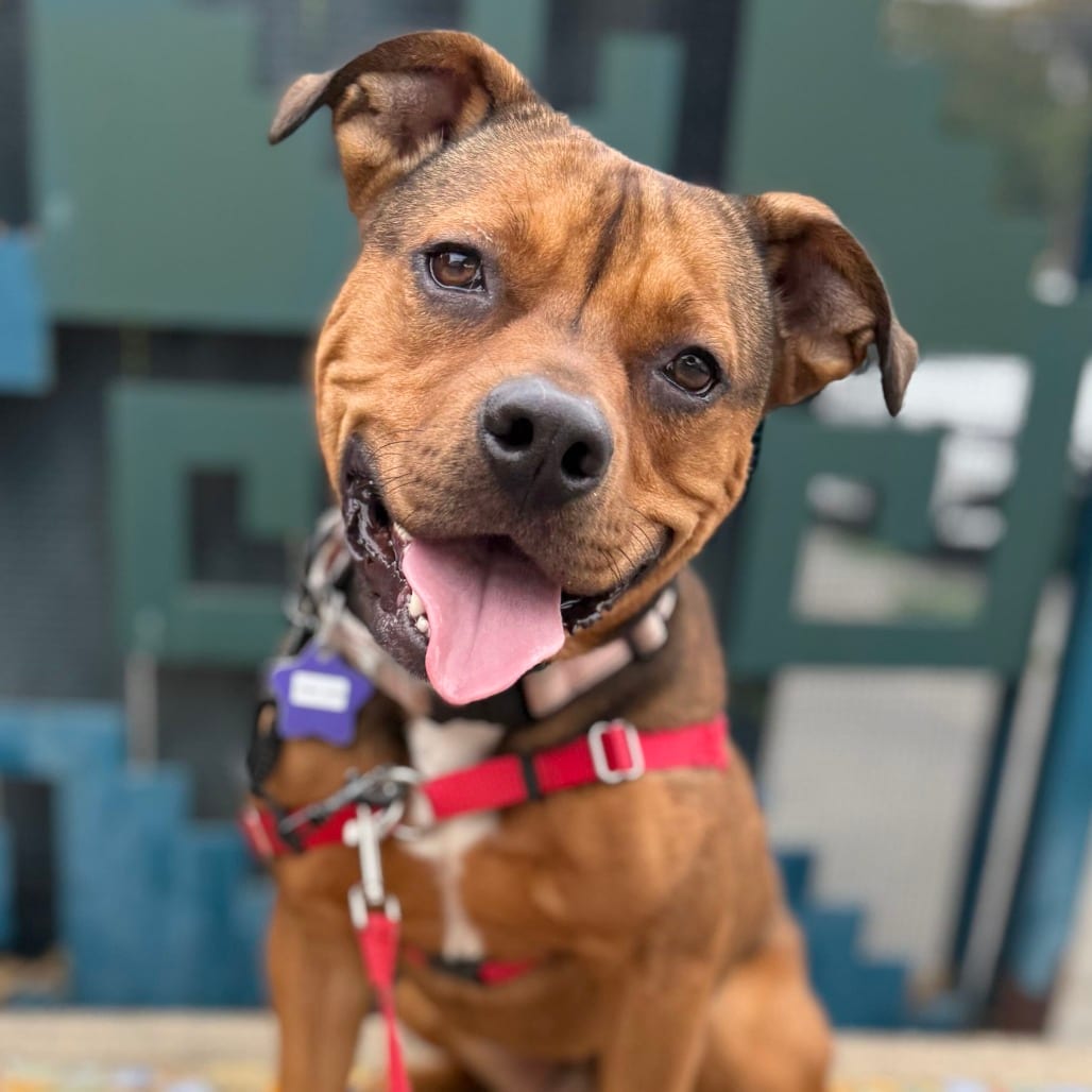 Photo of King Zion, adoptable Mixed Breed (Medium) in San Francisco, California