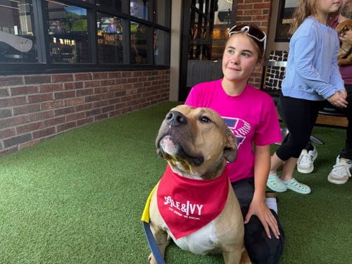 Photo of Bear, adoptable Bulldog in The Woodlands, Texas