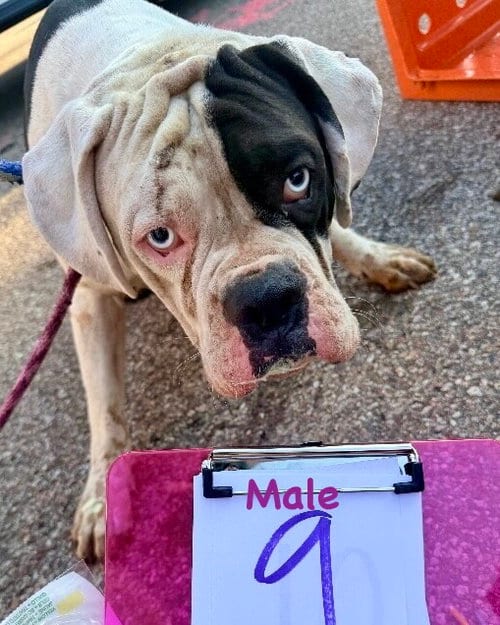 Photo of Cincy - Peru, adoptable Boxer in Monticello, New Jersey