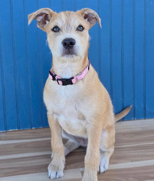 Photo of Sadie aka Lucy, adoptable Border Terrier in Sedalia, Colorado