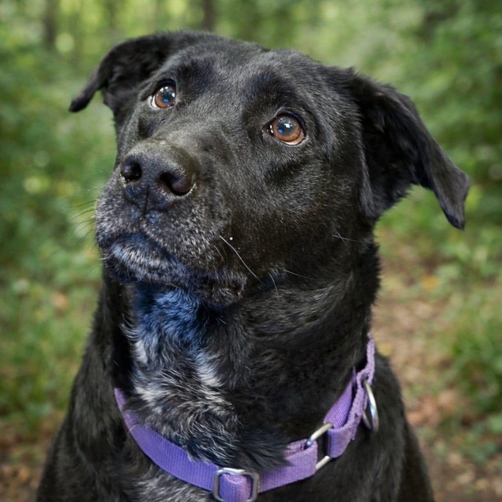 Photo of Carter, adoptable Labrador Retriever in Crossville, Tennessee