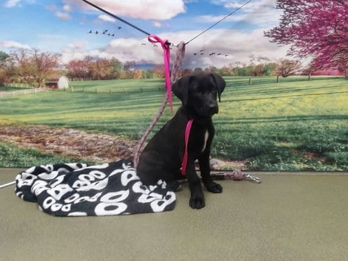 Photo of A554072, adoptable Labrador Retriever in Moreno Valley, California