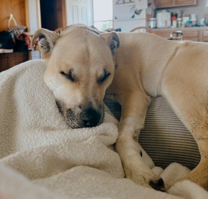 Photo of Gus, adoptable dog