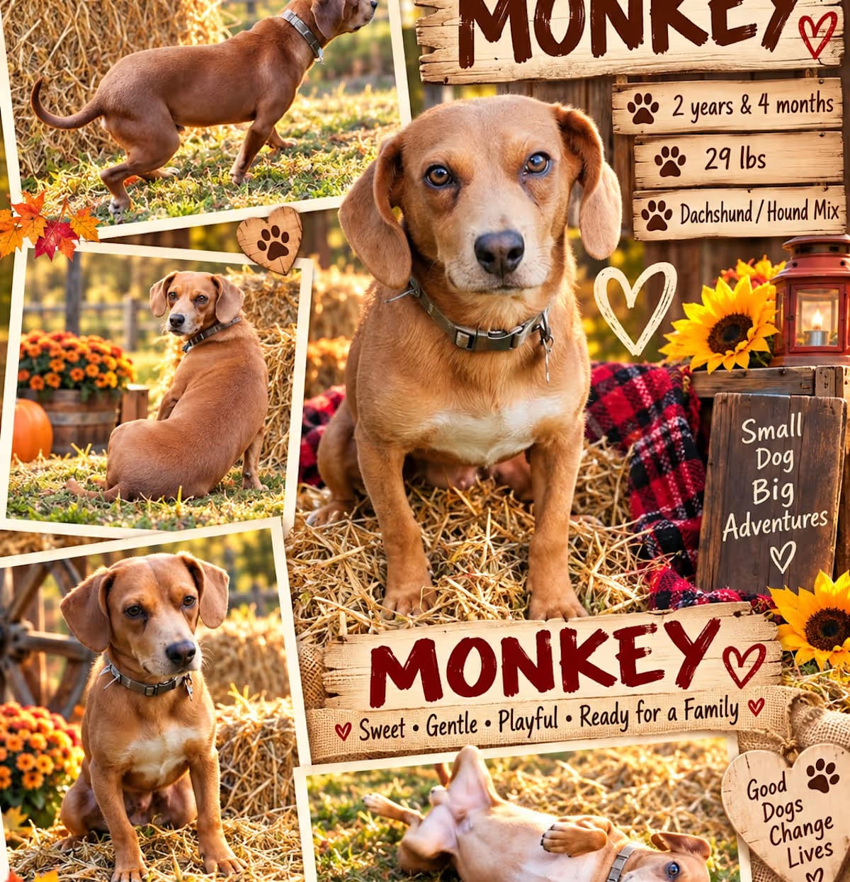 Photo of Monkey, adoptable Dachshund/Beagle in Glastonbury, Connecticut