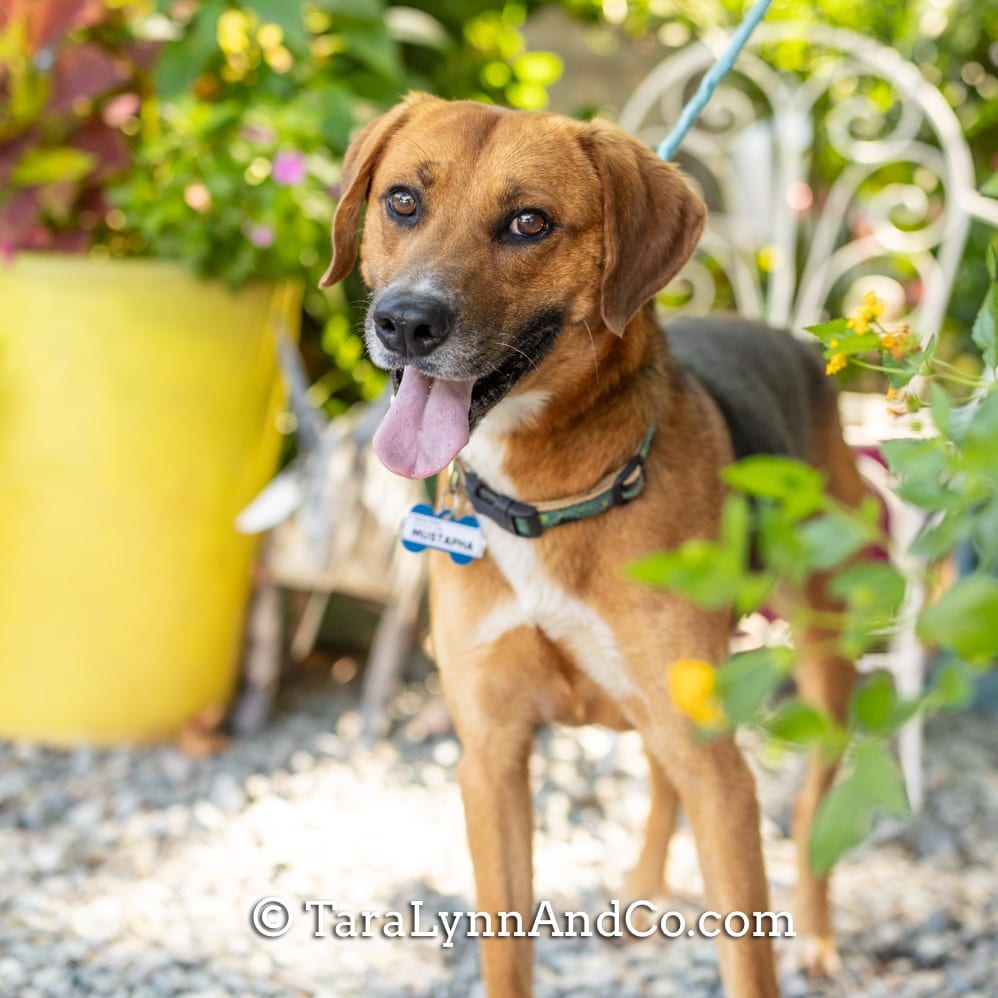 Photo of Mustapha, adoptable Hound in Wake Forest, North Carolina
