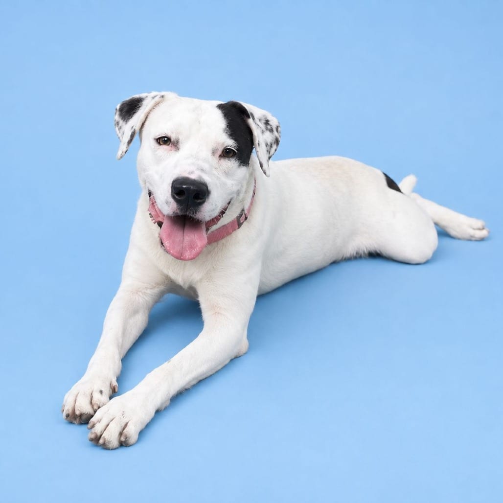 Photo of Chauncey, adoptable Mixed Breed (Medium) in Summerville, South Carolina