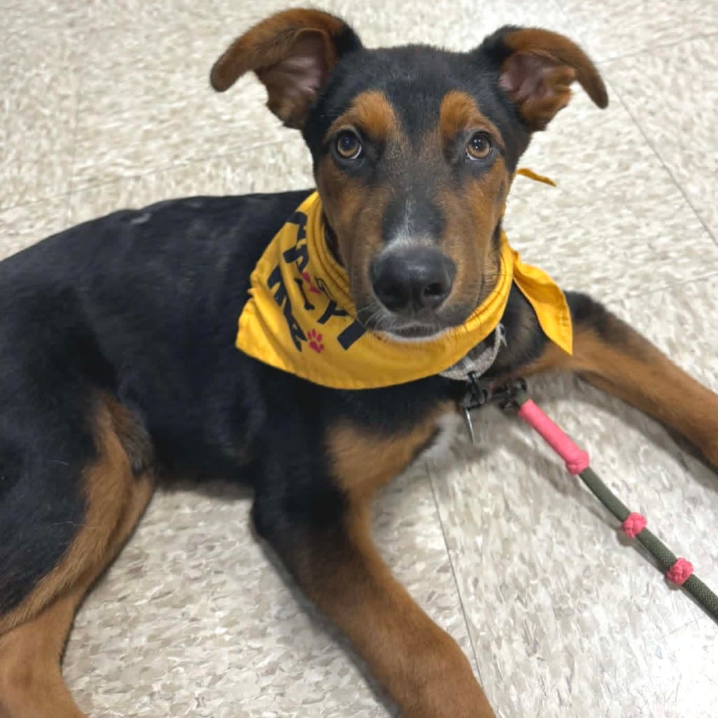 Photo of Ringo, adoptable Mixed Breed (Medium) in Buffalo, Minnesota