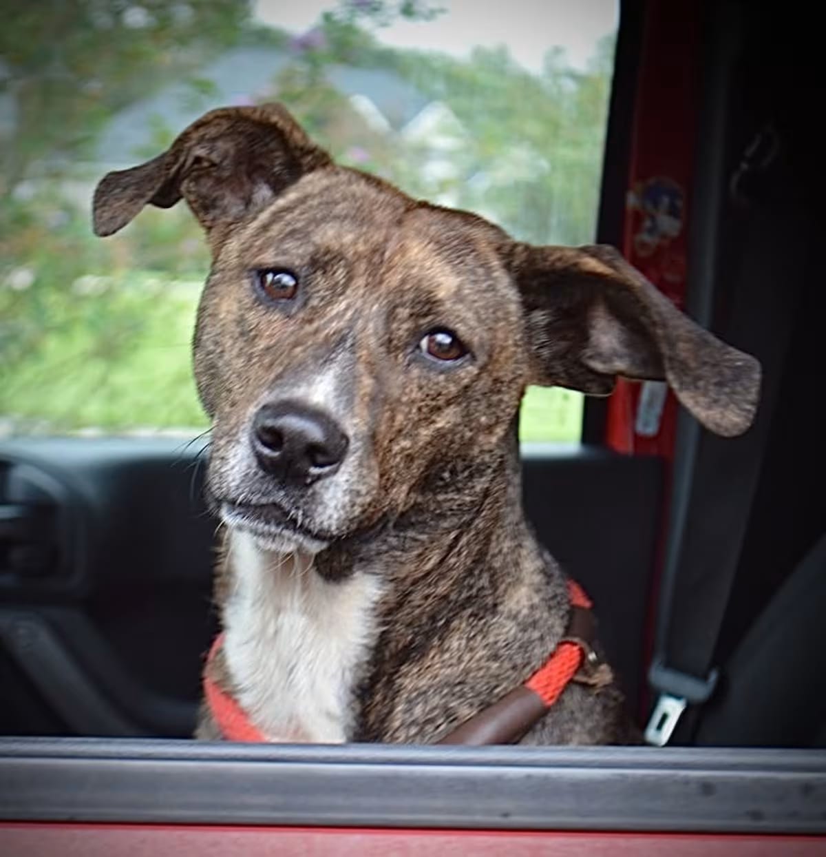 Photo of Stella, adoptable Plott Hound/Mixed Breed (Medium) in CRANSTON, Rhode Island