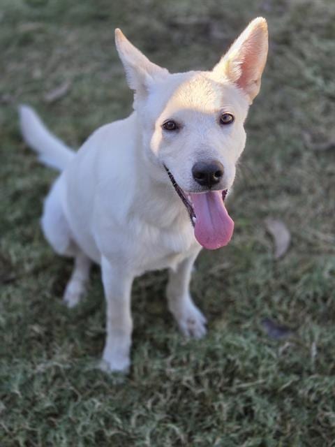 Photo of Ghost, adoptable German Shepherd Dog in Temple, Texas