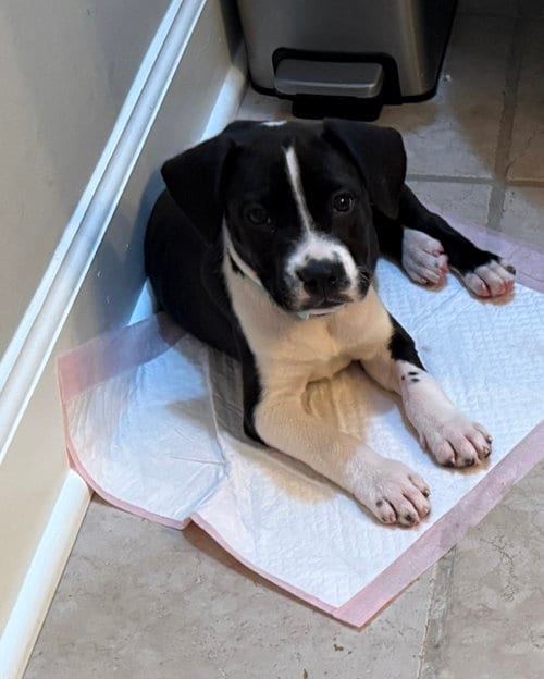 Photo of Milkyway Candy Litter (Trixie mom), adoptable Terrier in Holly Springs, North Carolina