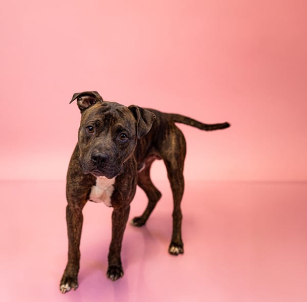 Photo of Sage, adoptable Pit Bull cross in Lawrenceville, Georgia