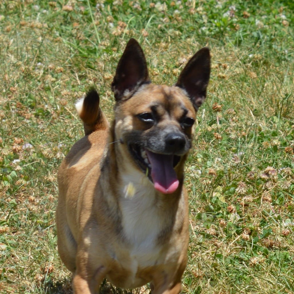 Photo of Felix, adoptable Chihuahua / Mixed Breed (Small)