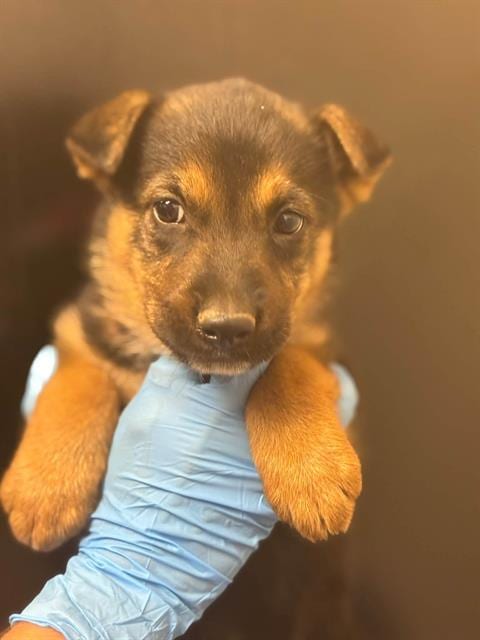 Photo of Cinnamon Toast Crunch, adoptable German Shepherd Dog in Visalia, California