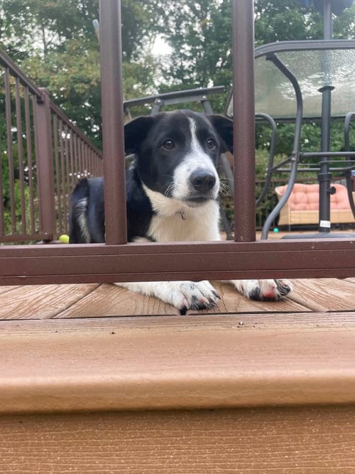 Photo of Cash, adoptable Collie in NEWPORT NH, New Hampshire