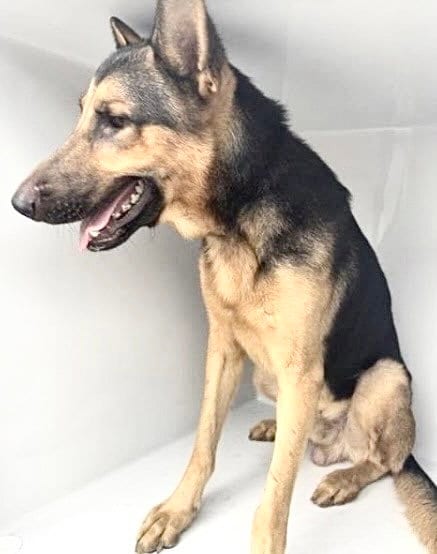 Photo of A662654, adoptable German Shepherd Dog in Houston, Texas