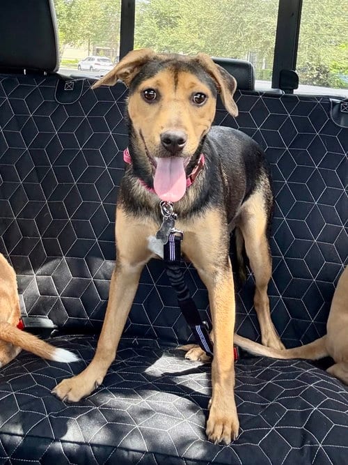 Photo of Joy FH, adoptable Labrador Retriever in Sanford, Florida