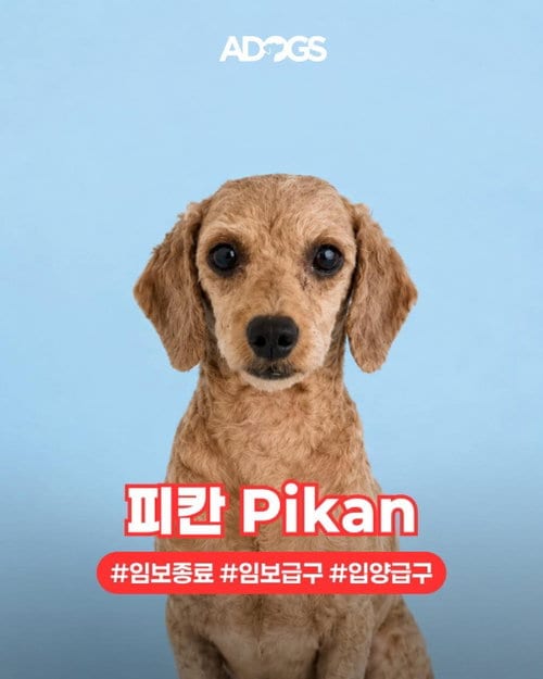 Photo of Pikan, adoptable Poodle (Miniature) in Agoura Hills, California