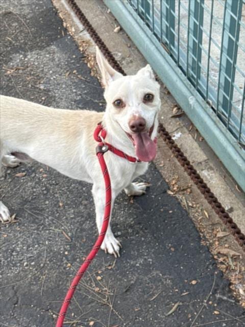 Photo of Casper, adoptable Chihuahua in Los Angeles, California