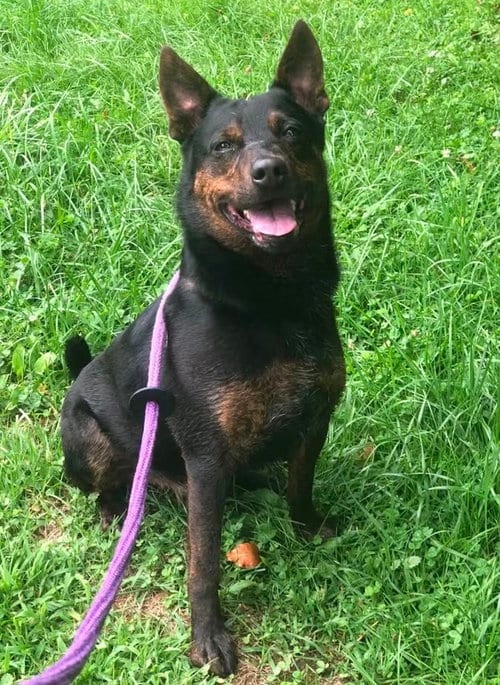 Photo of Wrangler, adoptable Australian Shepherd in Elkins, West Virginia