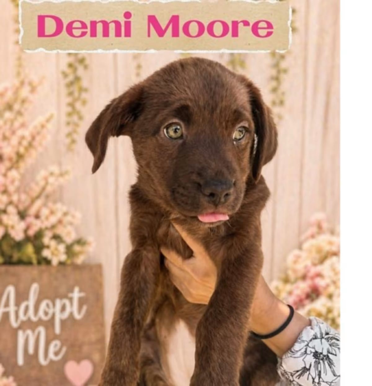 Photo of Demi Moore, adoptable Labrador Retriever/American Staffordshire Terrier in Seattle, Washington