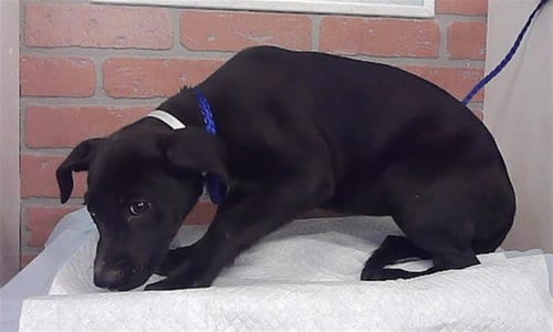 Photo of Cider, adoptable Staffordshire Bull Terrier in Houston, Texas