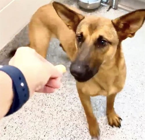 Photo of Sunny, adoptable German Shepherd Dog in Houston, Texas