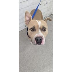 Photo of Pear, adoptable American Pit Bull Terrier in San Bernardino, California