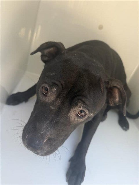 Photo of Cnai, adoptable Labrador Retriever in Houston, Texas