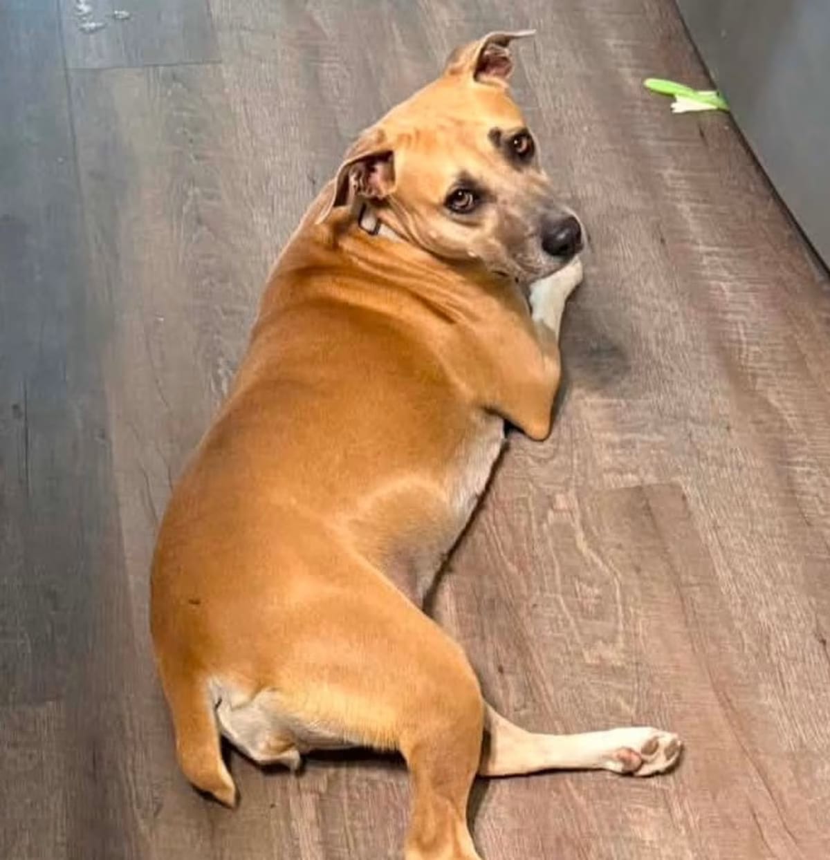 Photo of Daisy, adoptable Black Mouth Cur in Chattanooga, Tennessee