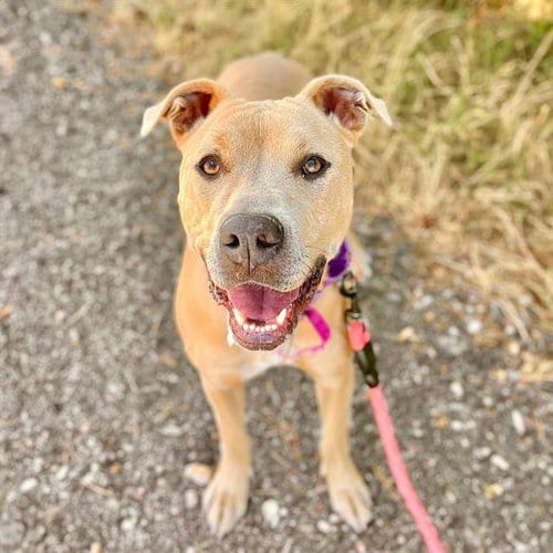 Photo of Lil Baby, adoptable Pit Bull Terrier in Fort Collins, Colorado