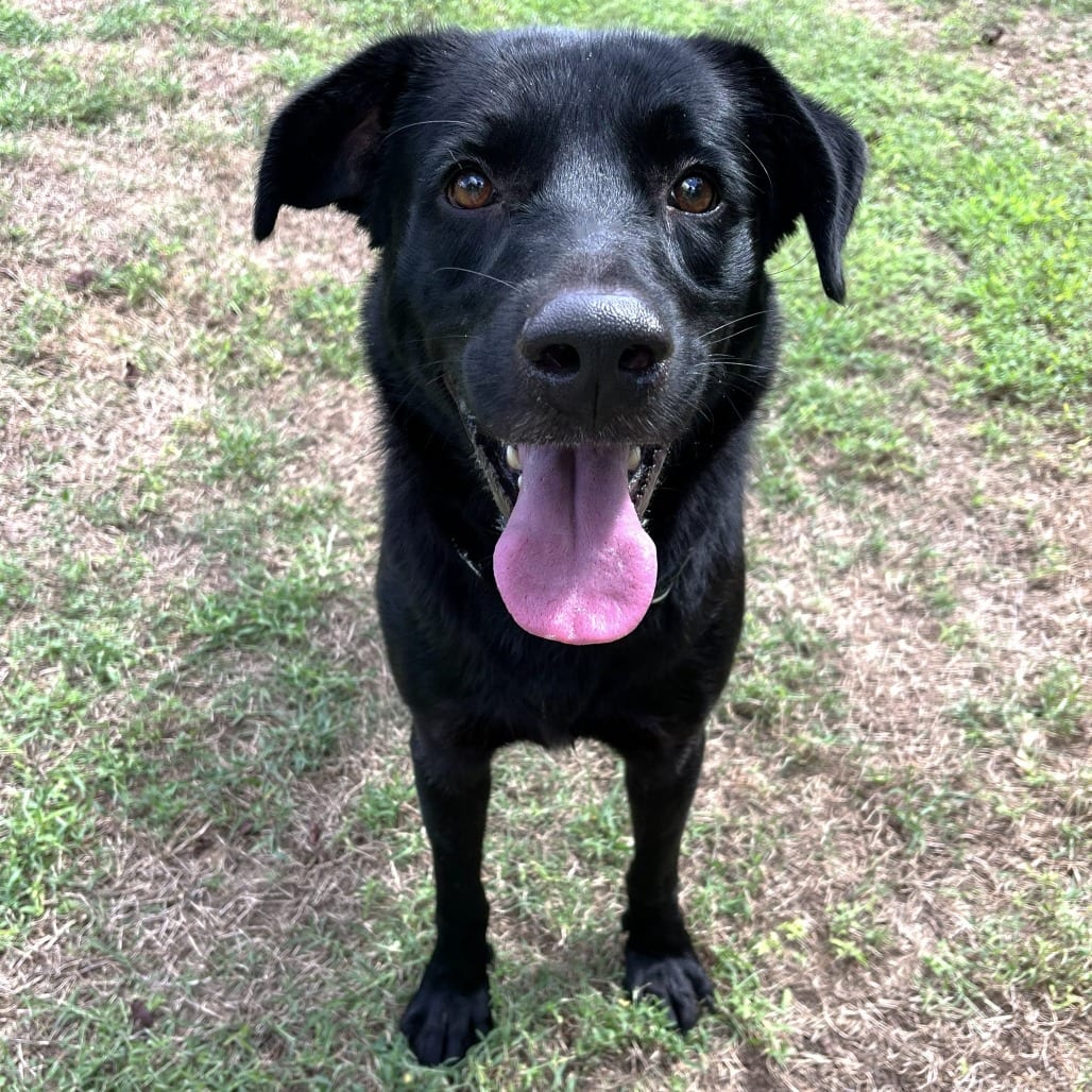 Photo of Rambo, adoptable Retriever, Labrador / Mix in Starkville, Mississippi