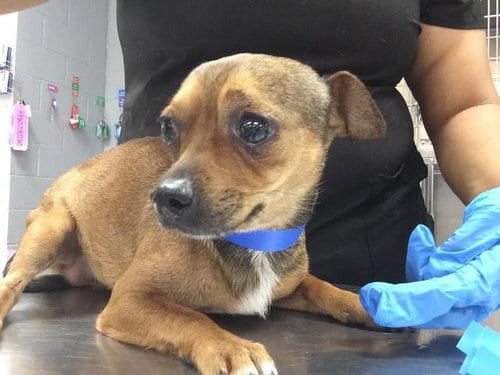 Photo of Osito, adoptable Chihuahua in Thousand Palms, California