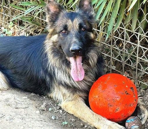 Photo of Rubues Hagrid, adoptable German Shepherd Dog in Sacramento, California