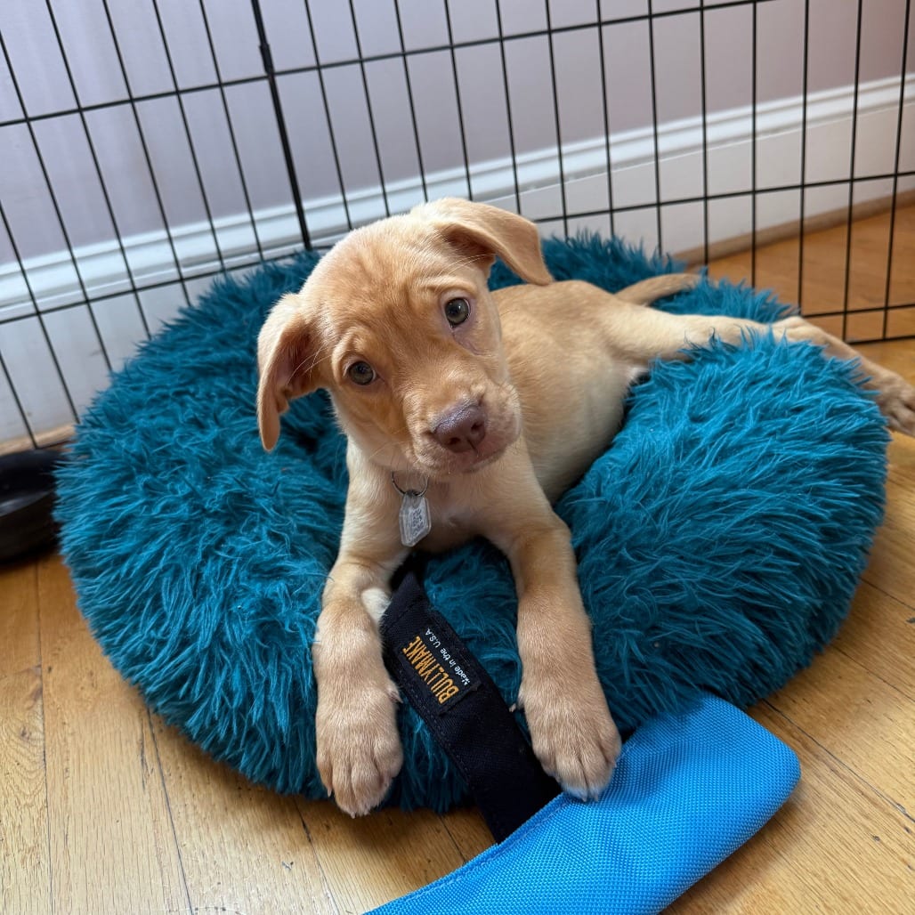 Photo of Butterscotch 7555, adoptable Feist / Mixed Breed (Medium) in Fairfax Station, Virginia