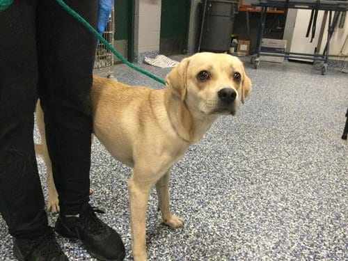 Photo of Mark, adoptable Beagle in Thousand Palms, California