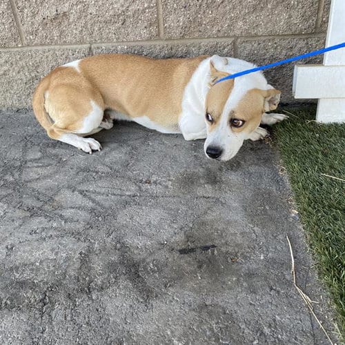 Photo of Devito, adoptable Pit Bull Terrier in Modesto, California