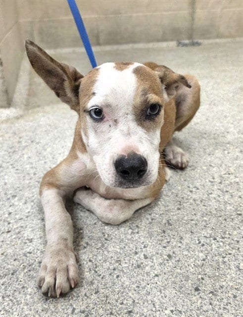Photo of A432070, adoptable Pit Bull Terrier in Conroe, Texas