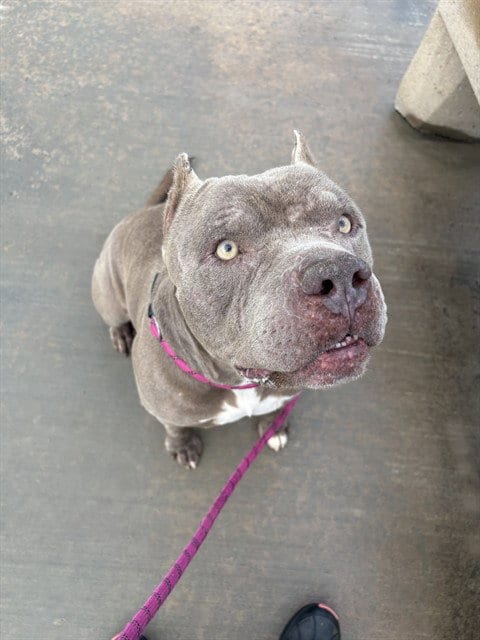 Photo of Joey, adoptable Pit Bull Terrier in Riverside, California