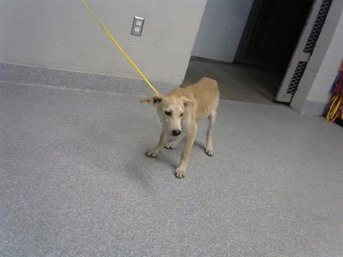 Photo of Rosco, adoptable Labrador Retriever in Pasadena, Texas