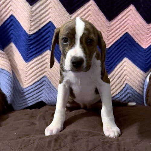 Photo of Scream Pup Gale, adoptable Labrador Retriever in Chantilly, Virginia