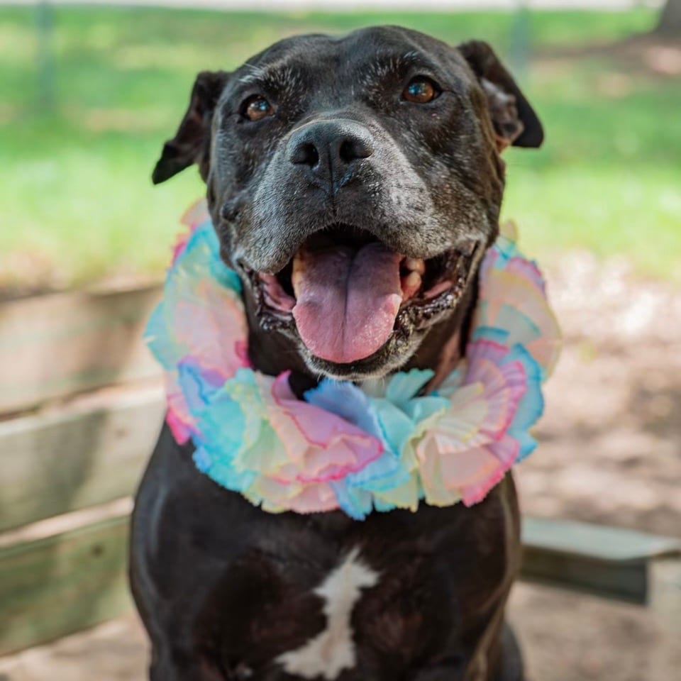 Photo of Shellie, adoptable Mixed Breed (Medium) in Milton, Florida