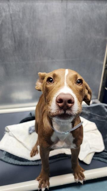 Photo of Samson, adoptable Staffordshire Bull Terrier in Houston, Texas