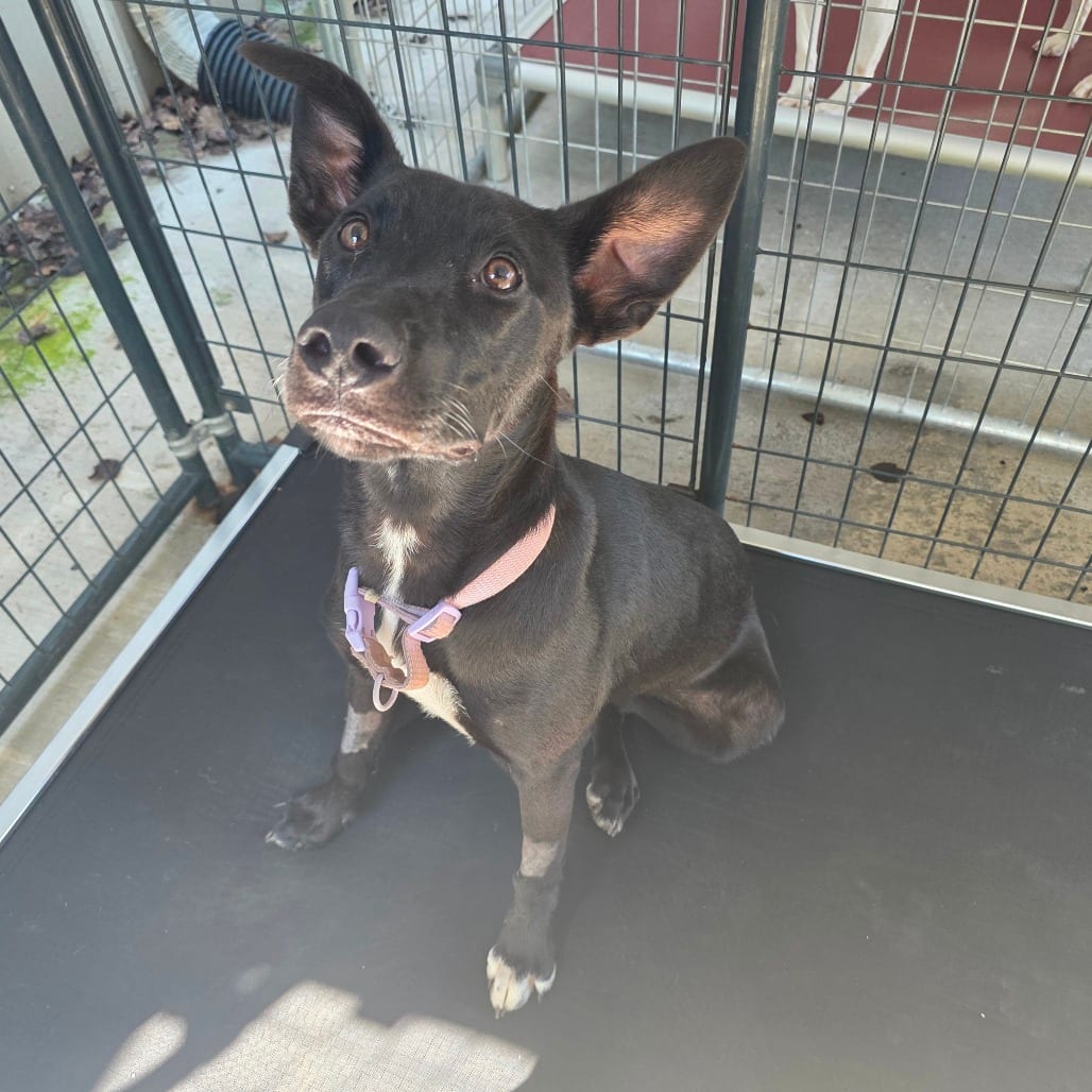 Photo of Luna, adoptable Retriever, Black Labrador / Mix