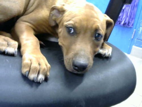 Photo of Lilly, adoptable American Pit Bull Terrier in Albuquerque, New Mexico