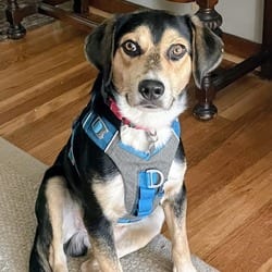 Photo of Brooks, adoptable Labrador Retriever Mixed Breed (Medium) in Frederick, Maryland