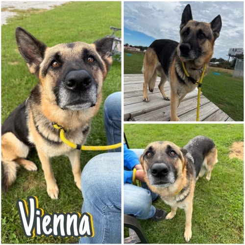 Photo of Vienna, adoptable German Shepherd Dog in Pierceton, Indiana