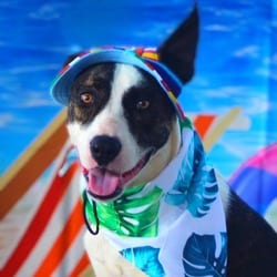 Photo of Dante JuM, adoptable Pointer Great Dane in Hartford, Connecticut