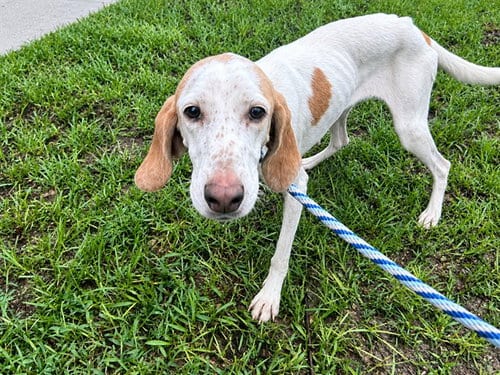 Photo of A391713, adoptable Treeing Walker Coonhound in Ocala, Florida